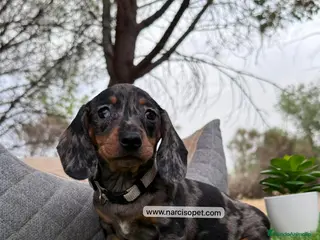 Teckel perros TECKEL PLATA MERLE EXCELENTE LINEA - Anuncio 8