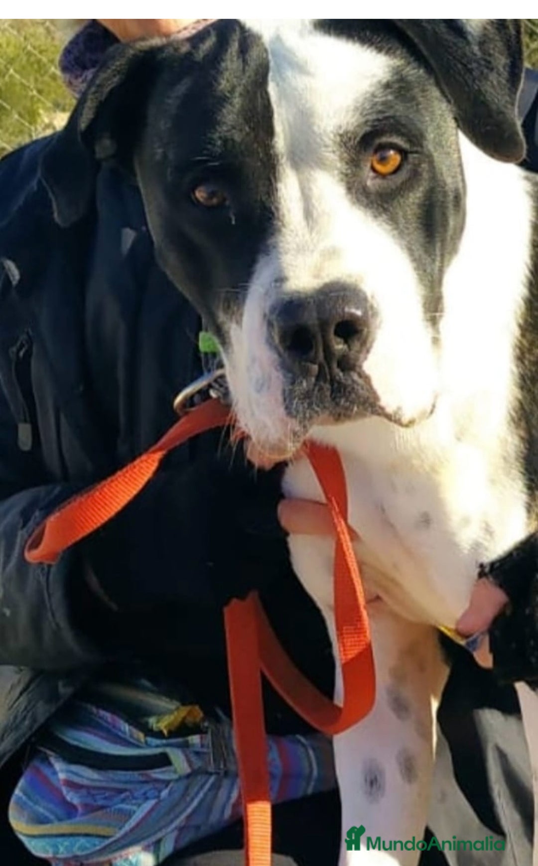 American Staffordshire-Terrier perros en adopcion: THOR ❤️ en Adopción  - Anuncio 3