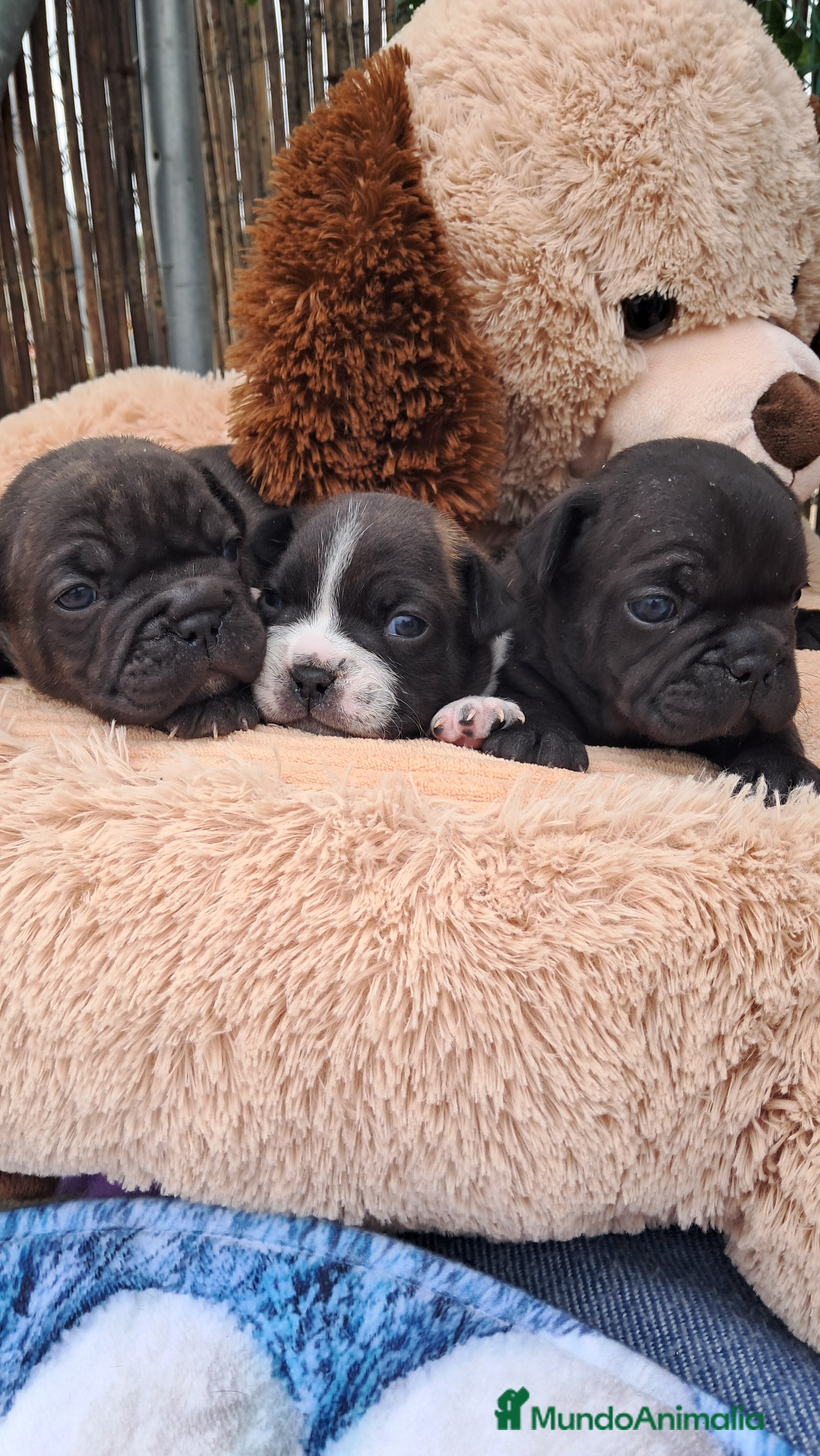 Bulldog Francés perros Bebes bulldog francés  - Anuncio 36