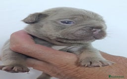Bulldog Francés perros en venta: Bulldog Big rope guapisimos - Imagen 7