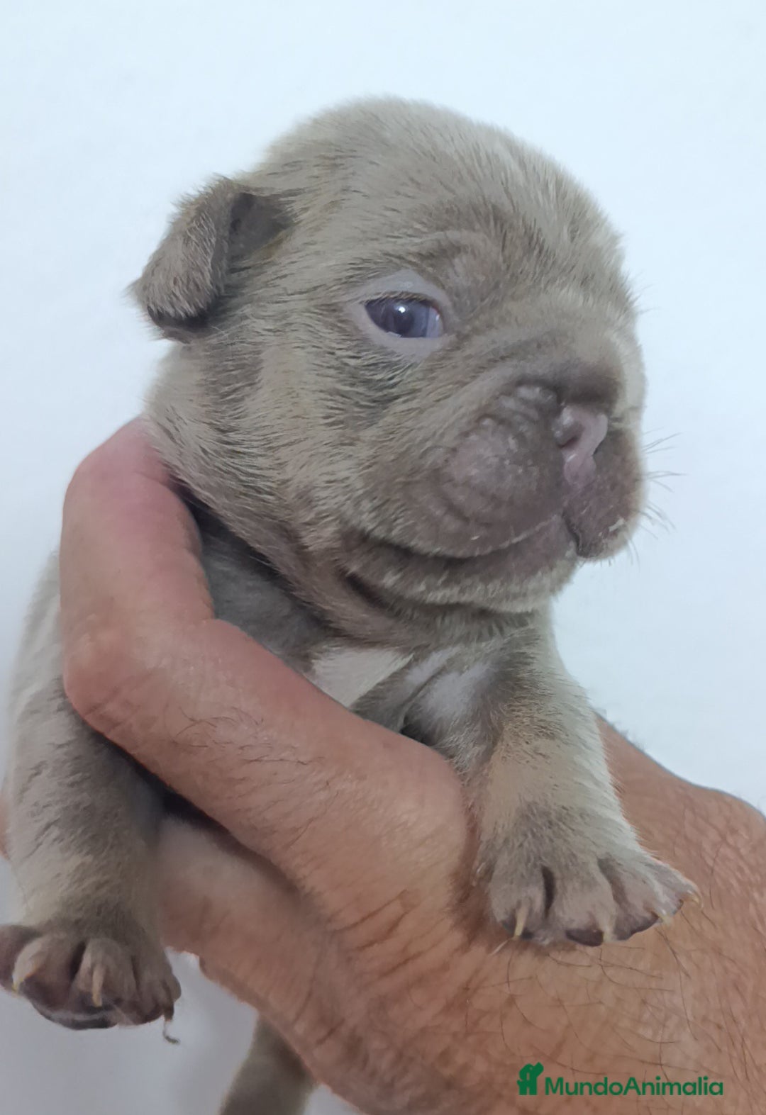 Bulldog Francés perros en venta: Bulldog Big rope guapisimos - Imagen 7