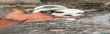 Border Collie 7