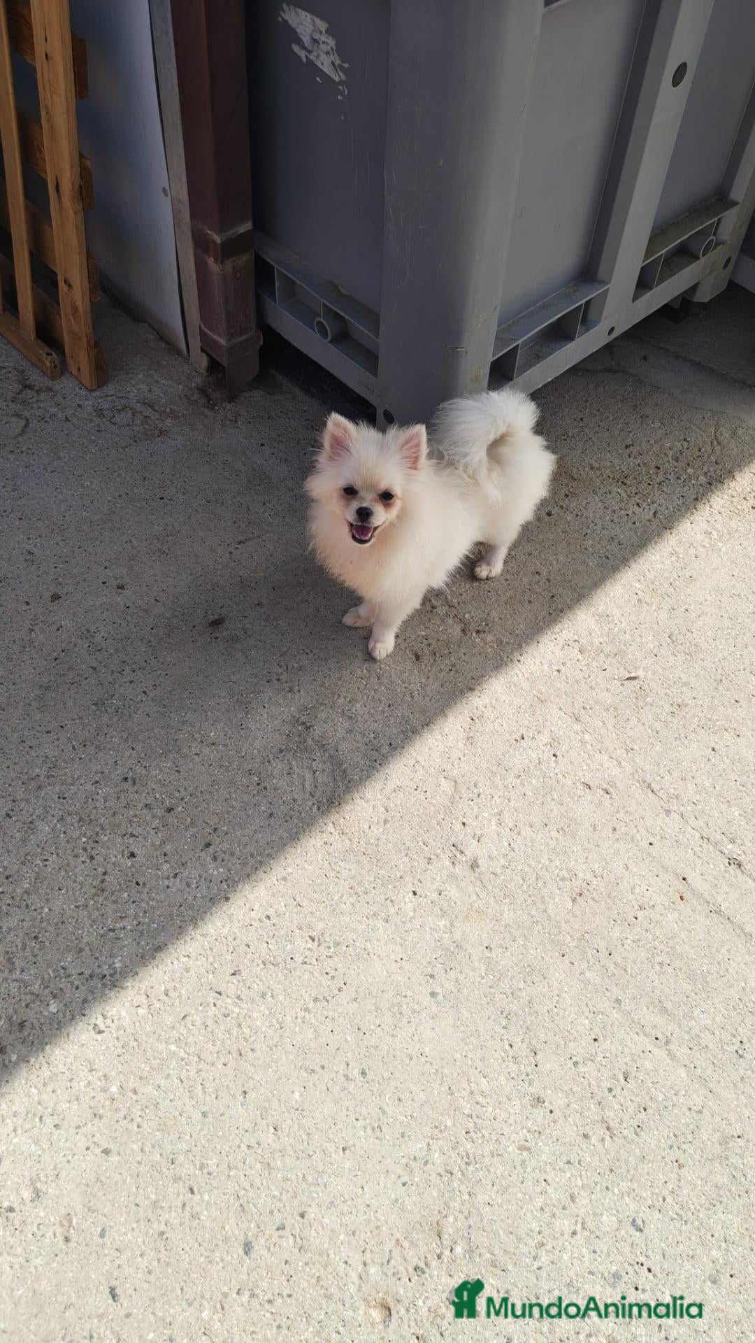 Pomerania perros Pomerañia toy - Anuncio 1