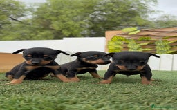 Pinscher Miniatura perros en venta: PINSCHER MINIATURA - Imagen 2