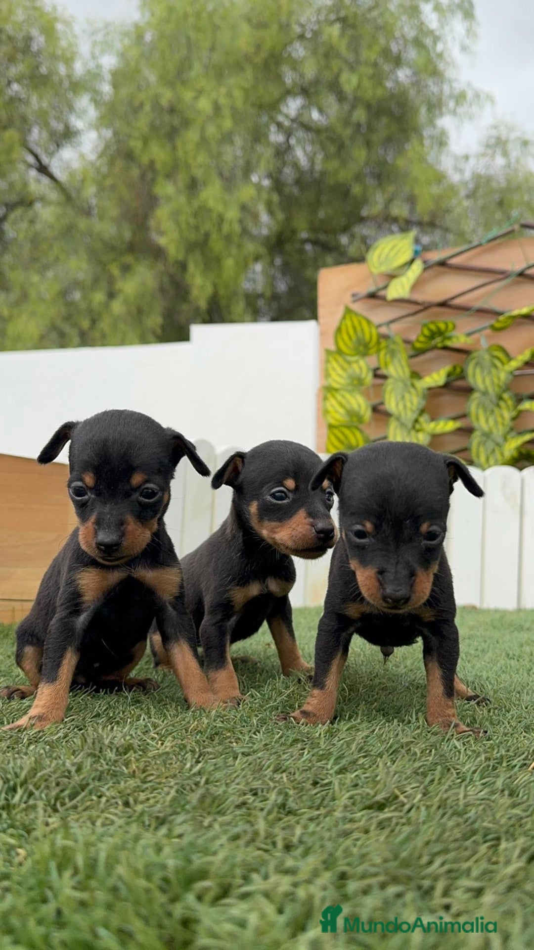 Pinscher Miniatura perros en venta: PINSCHER MINIATURA - Imagen 2