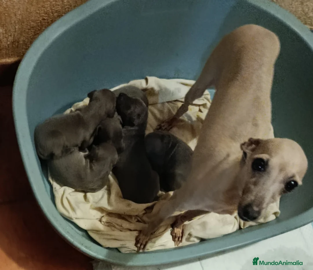 Pequeño Lebrel Italiano perros en venta: Lebrel - Anuncio 1