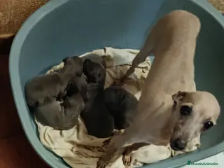 Pequeño Lebrel Italiano perros en venta: Lebrel - Anuncio 3