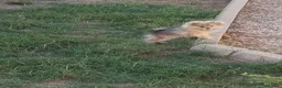 Pomerania perros en venta: Pomerania  - Anuncio 4