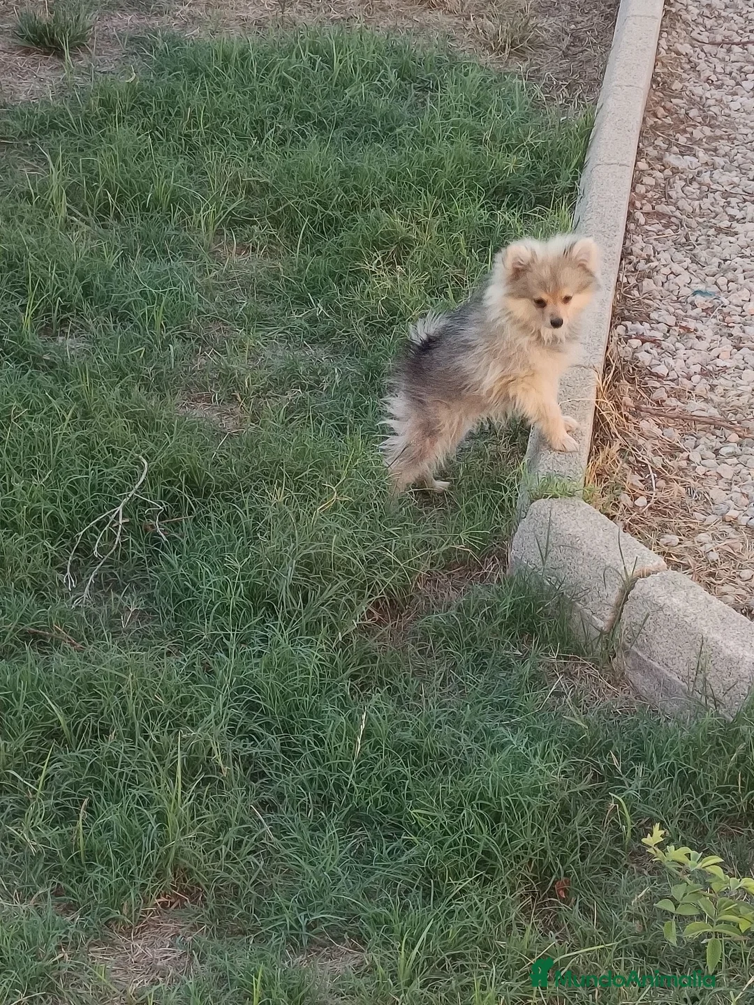 Pomerania perros en venta: Pomerania  - Anuncio 4
