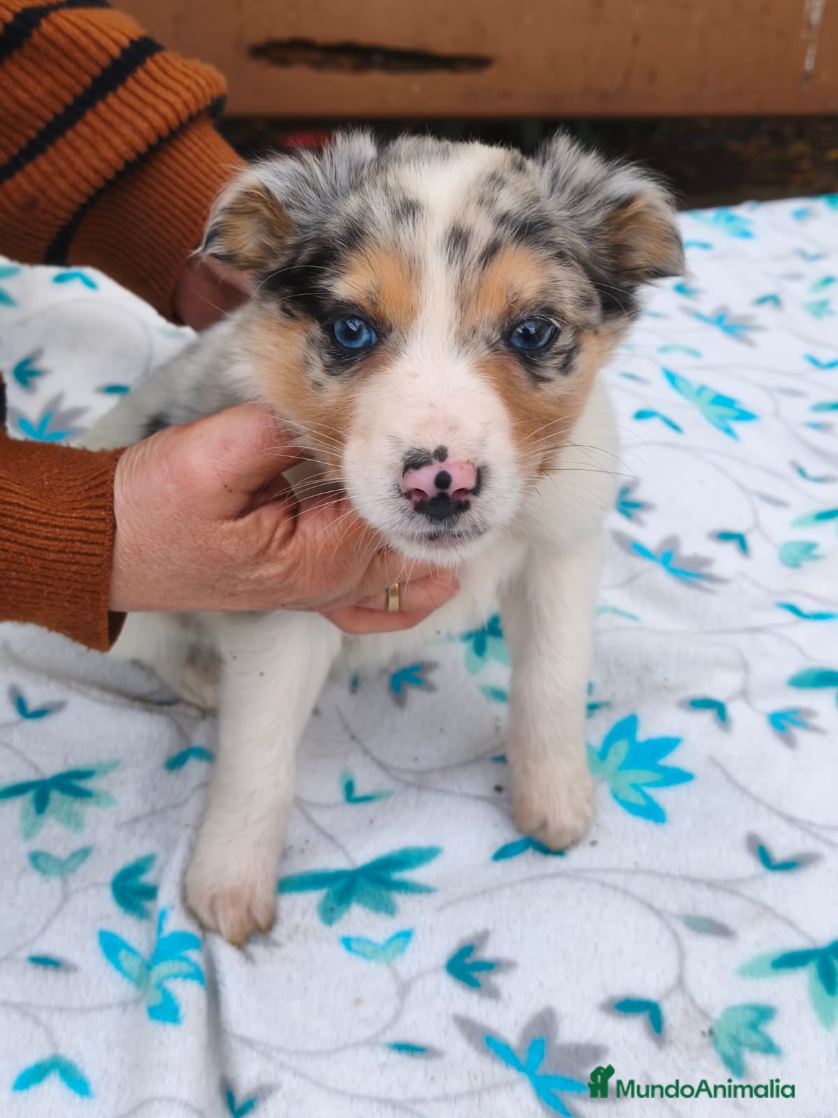 Border Collie perros Border collie - Anuncio 16