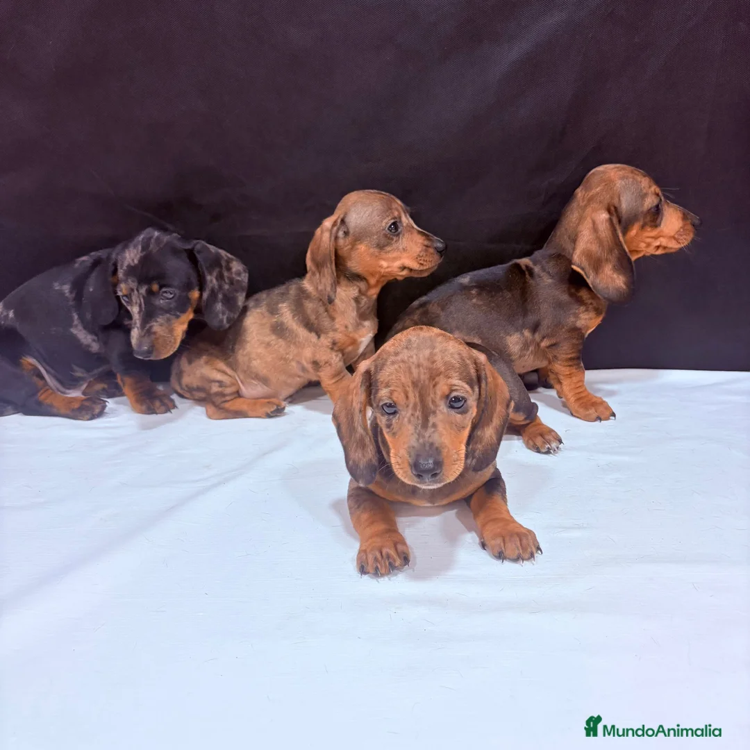 Teckel Miniatura perros en venta: Teckel Miniatura  - Anuncio 1