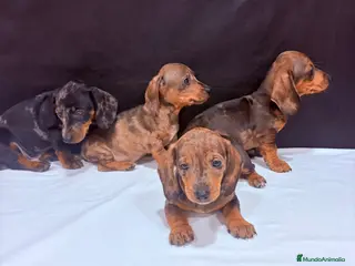 Teckel Miniatura perros Teckel Miniatura - Anuncio 2