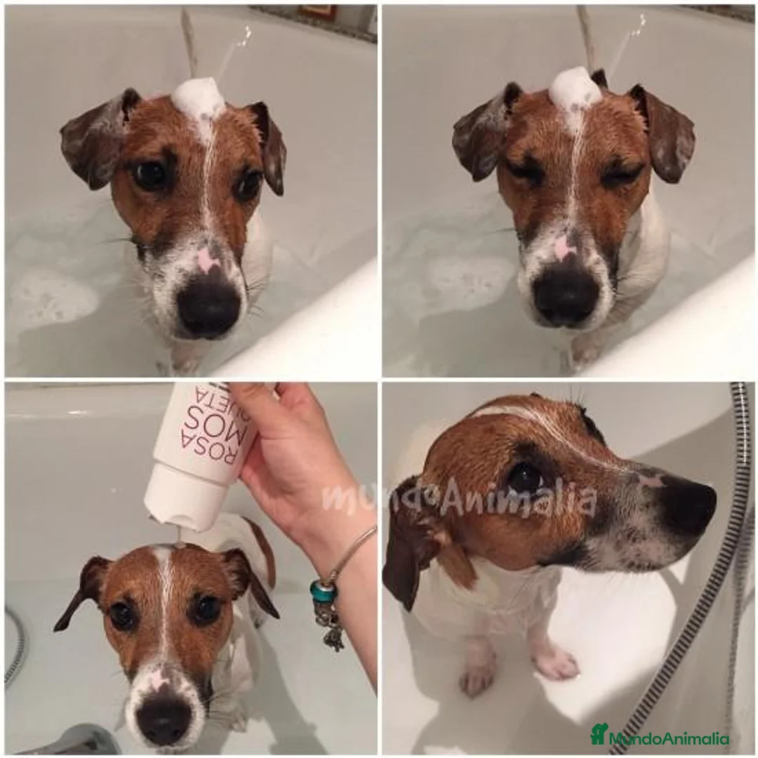 Imagen de galería {{count}}