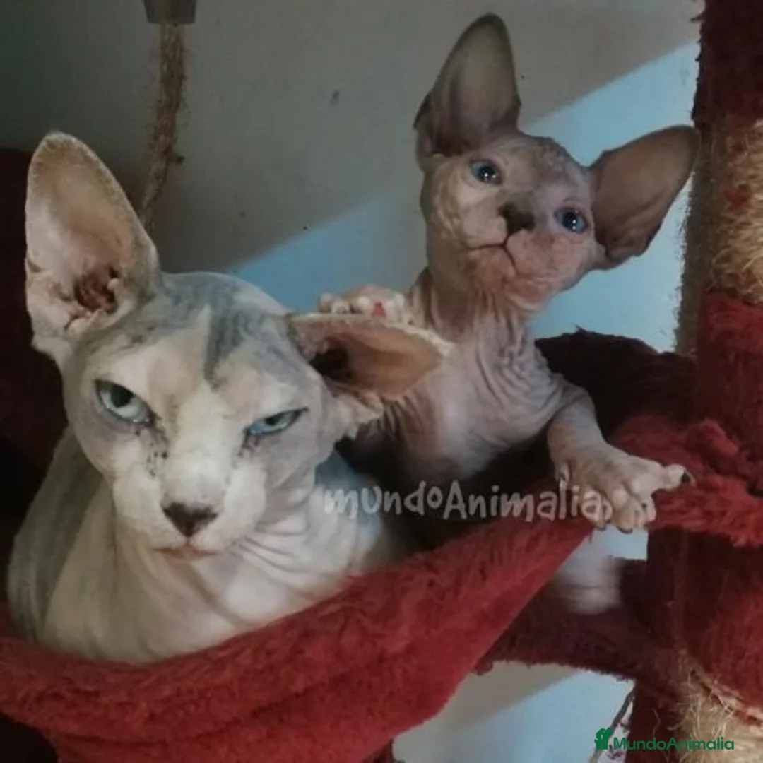 Imagen de galería {{count}}