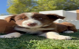 Border Collie perros en venta: BORDER COLLIE MACHO - Anuncio 10