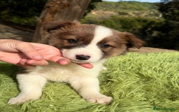 Border Collie perros en venta: Border marrón y blanco  - Anuncio 2