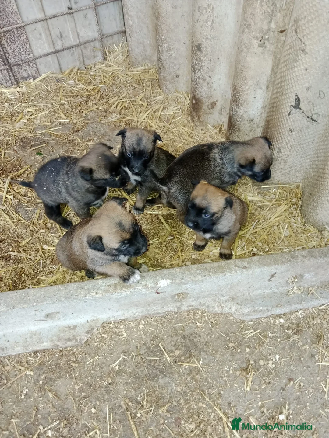 Pastor Belga Malinois perros en venta: CACHORROS PASTOR BELGA MALINOIS  - Anuncio 5