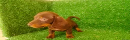 Teckel Miniatura perros en venta: Teckel miniatura  - Anuncio 5