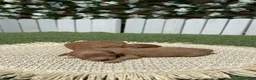 Caniche Toy perros en venta: CANICHE TOY - Anuncio 13