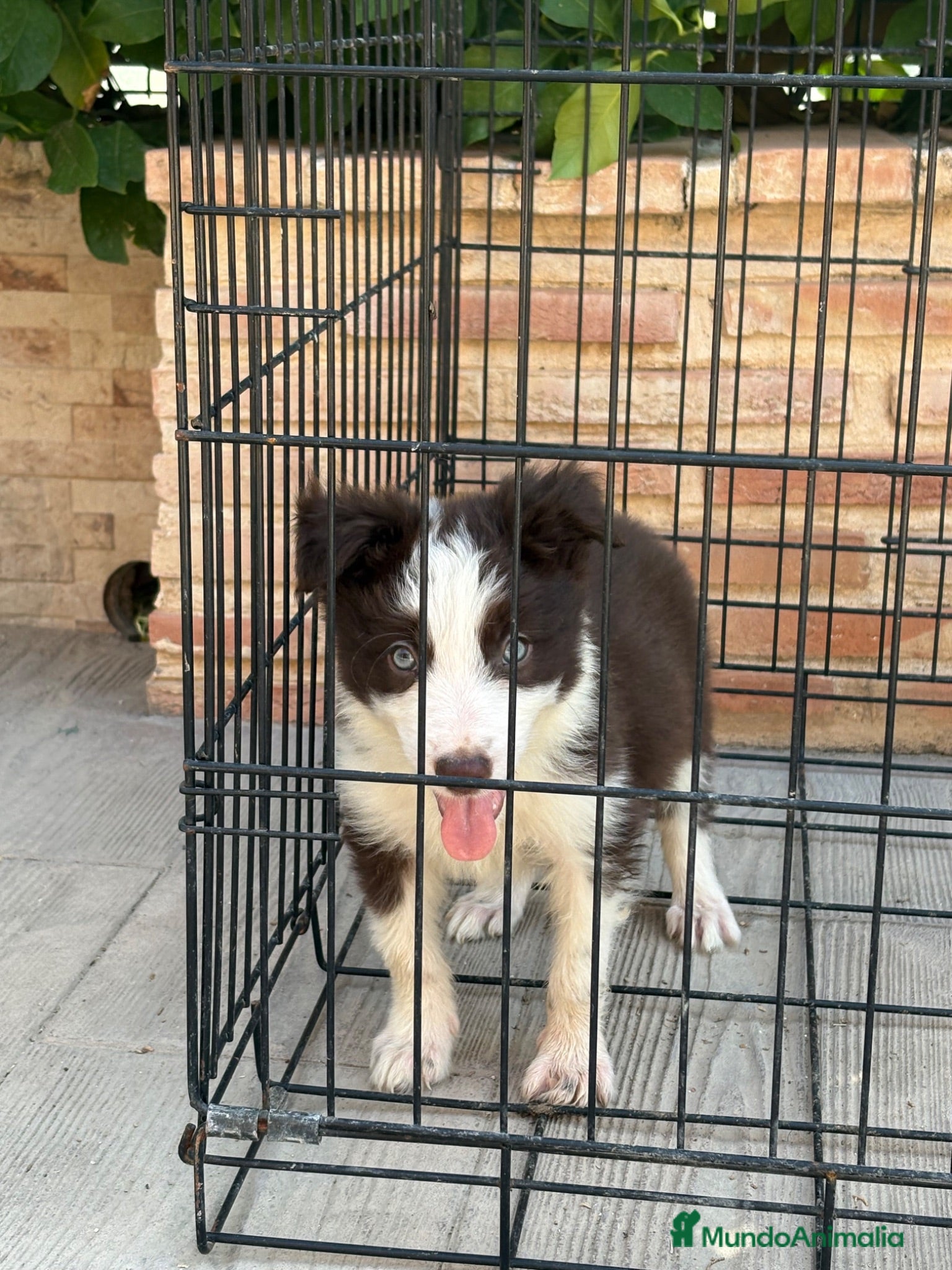 Border Collie perros Cachorro Border collie ojos azules  - Anuncio 1