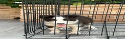 Border Collie perros en venta: Cachorro Border collie ojos azules  - Anuncio 1