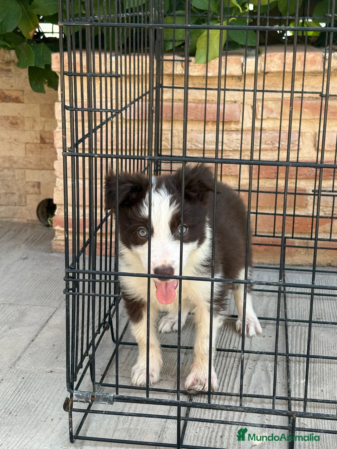 Border Collie perros en venta: Cachorro Border collie ojos azules  - Anuncio 1