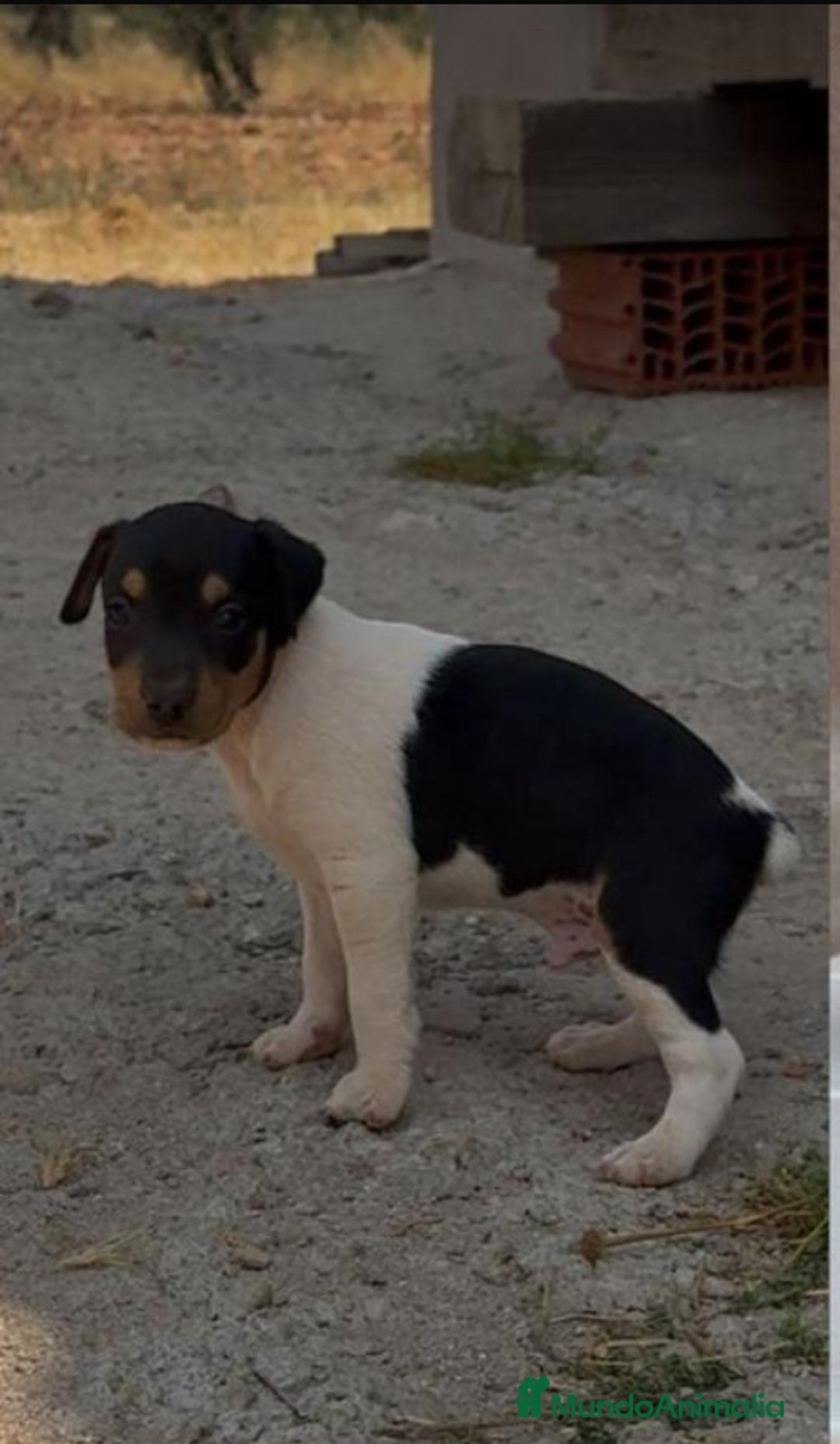 Ratonero Bodeguero Andaluz perros en venta: Macho bodeguero - Imagen 4