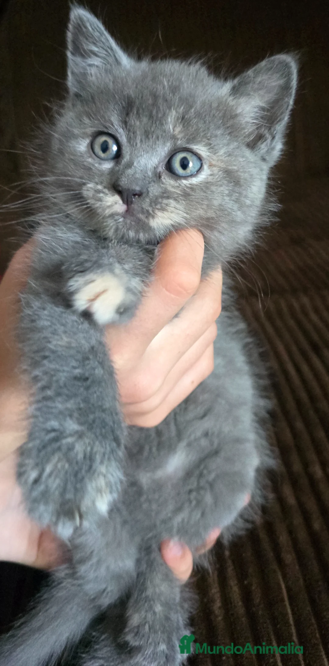 Británico de Pelo Corto gatos en venta: Gatcot.com - Anuncio 6