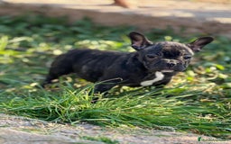 Bulldog Francés perros en venta: BULLDOG FRANCÉS HEMBRA DISPONIBLE en Barcelona - Imagen 1