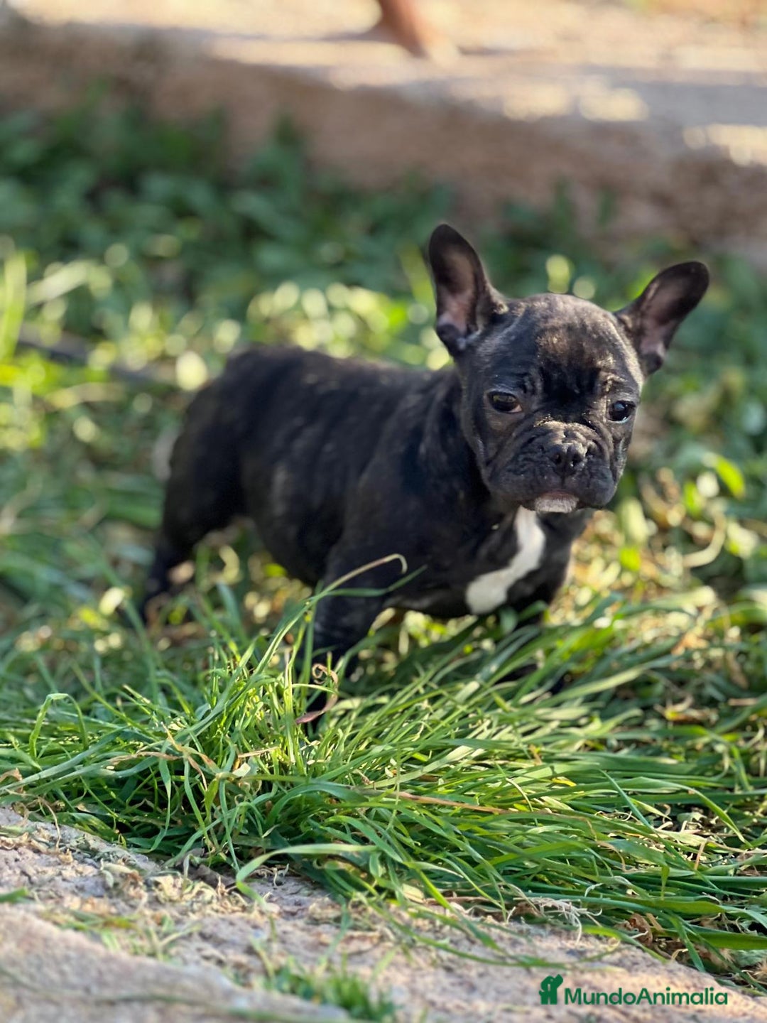 Bulldog Francés perros en venta: BULLDOG FRANCÉS HEMBRA DISPONIBLE en Barcelona - Imagen 1