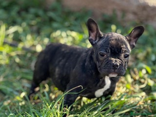 Bulldog Francés perros en Barcelona - Anuncio 16
