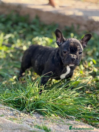 Bulldog Francés perros en Barcelona - Anuncio 15