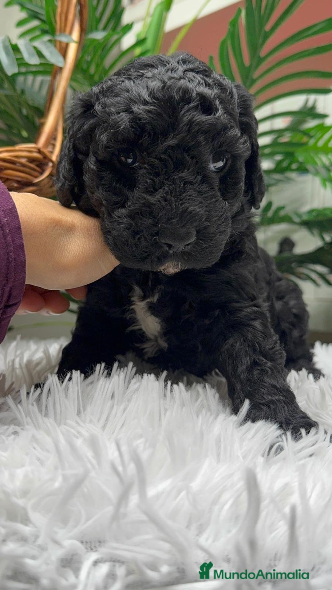 Perro de Agua Español perros en venta: PERRO DE AGUA ESPAÑOL - Anuncio 6