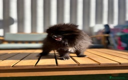 Pomerania perros en venta: Lulu pomerania MICRO TOY  - Imagen 6