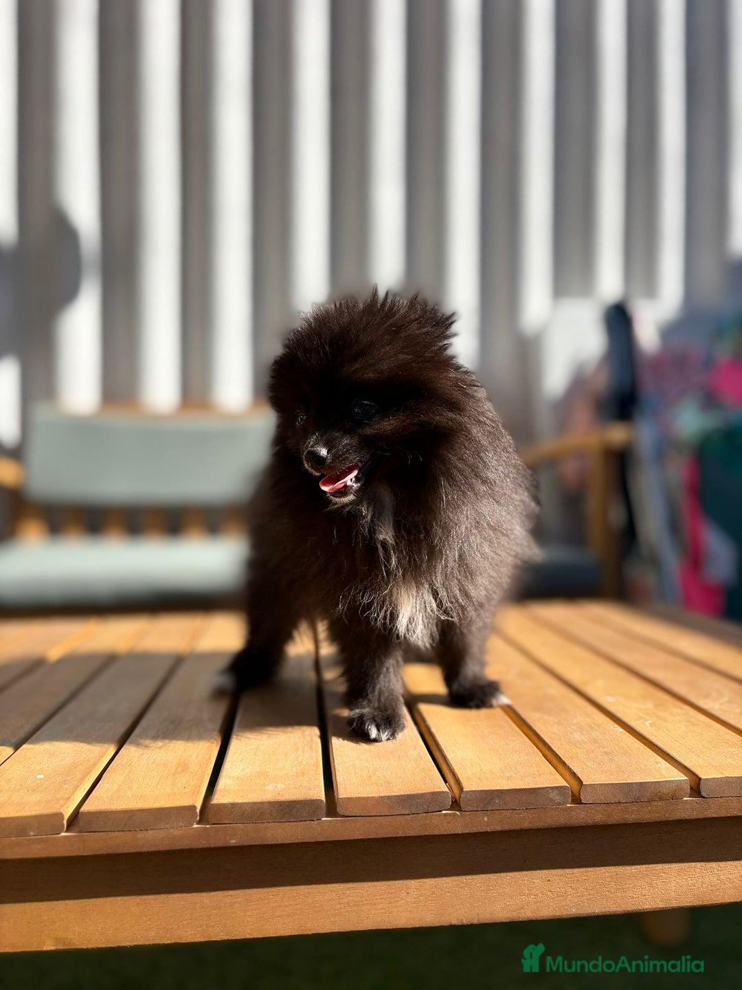 Pomerania perros en venta: Lulu pomerania MICRO TOY  - Imagen 6