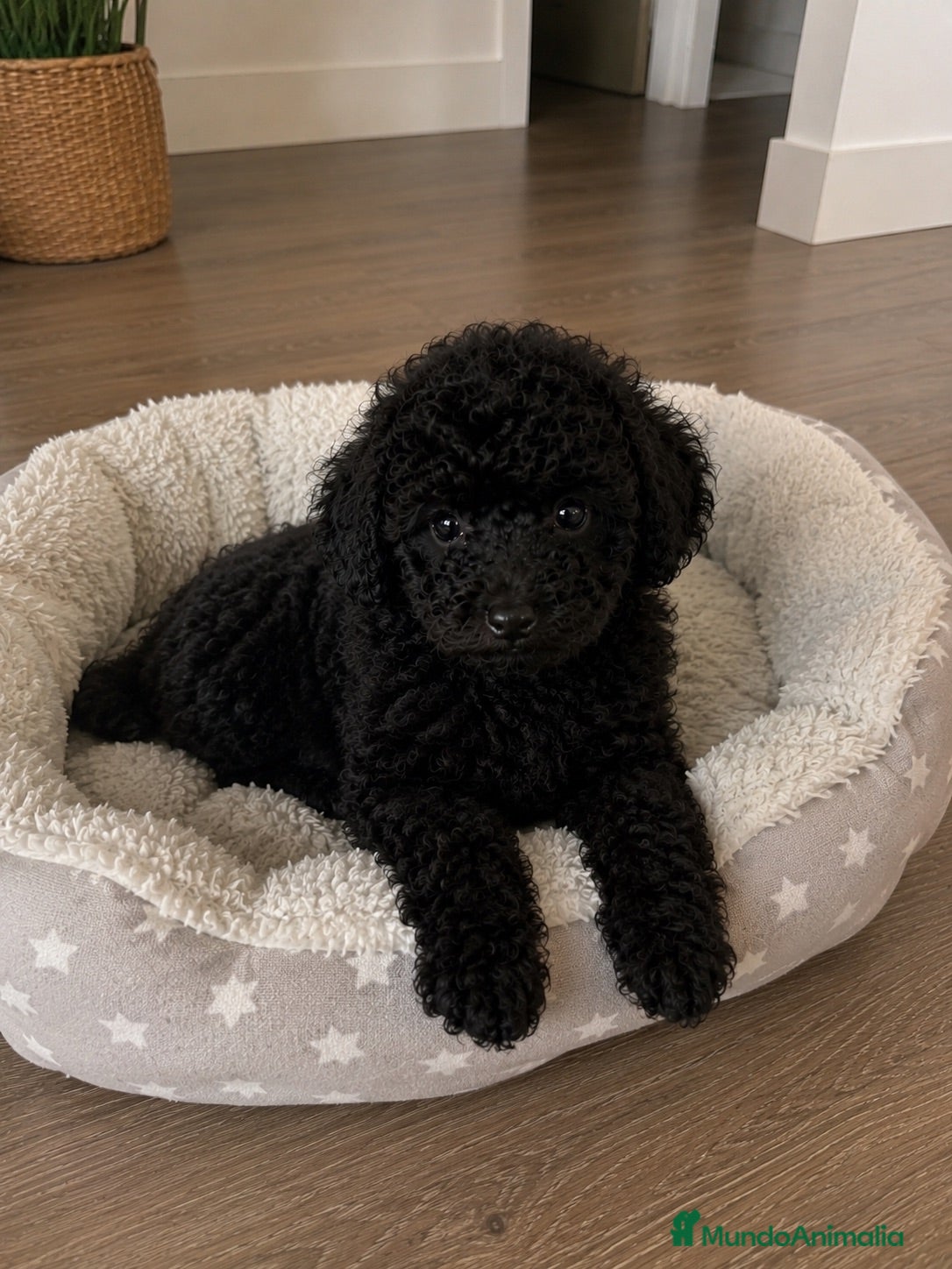 Caniche Toy perros Última Caniche Toy Hembra Disponible 🖤 - Anuncio 3