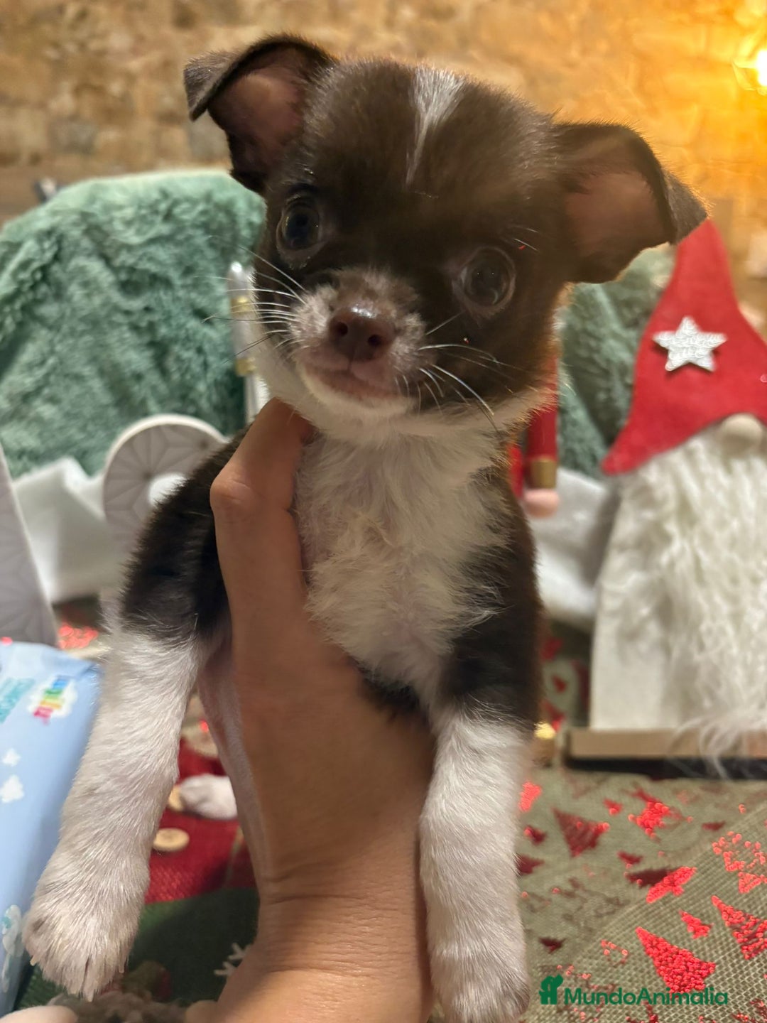 Chihuahua perros en venta: Chihuahua toy ruso - Anuncio 4