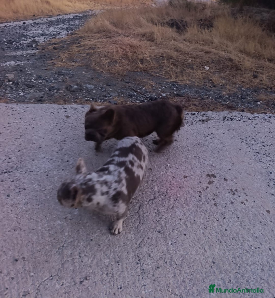 Bulldog Francés perros en venta: Bulldog Isabella Merle - Anuncio 5