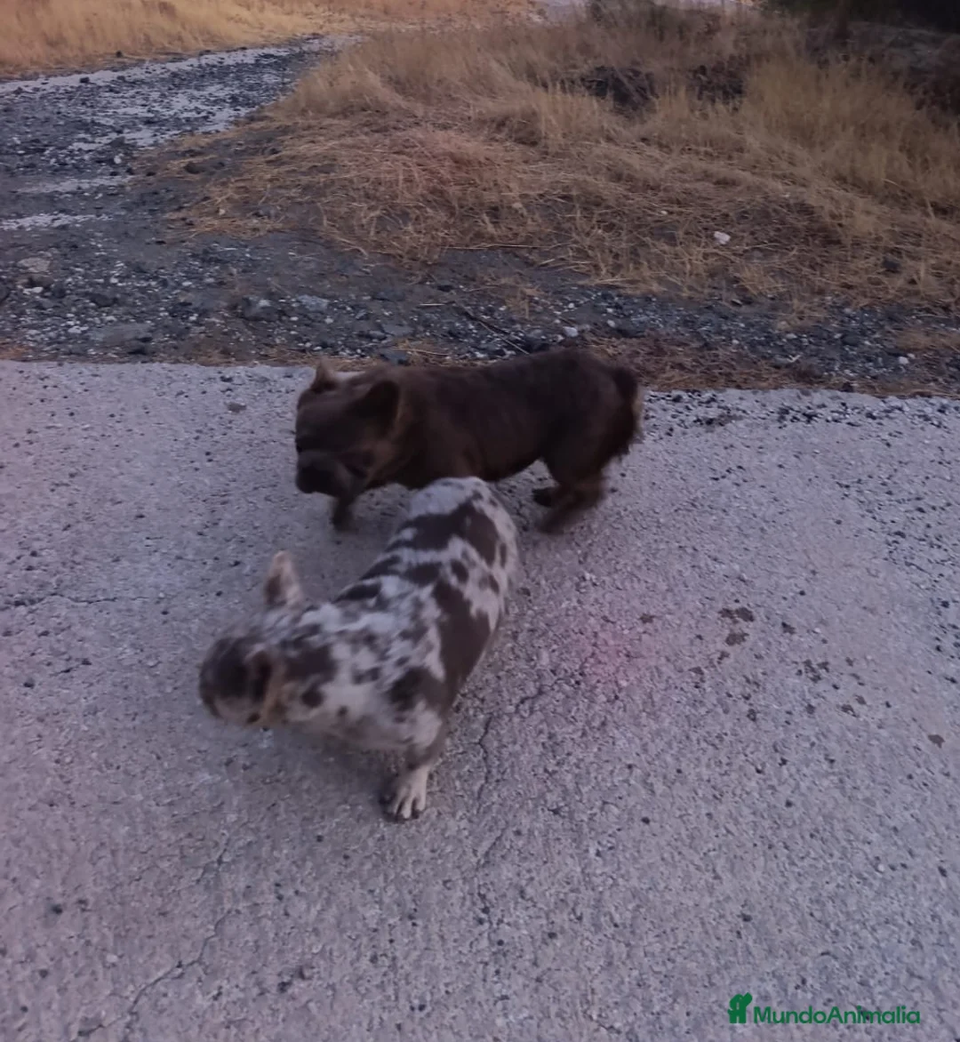 Bulldog Francés perros en venta: Bulldog Isabella Merle - Anuncio 4