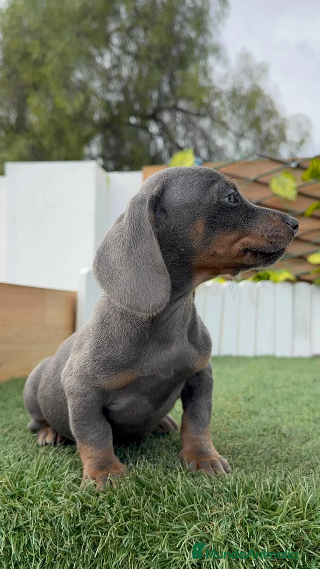 Teckel Miniatura perros en venta: TECKEL MINIATURA BLE - Anuncio 12