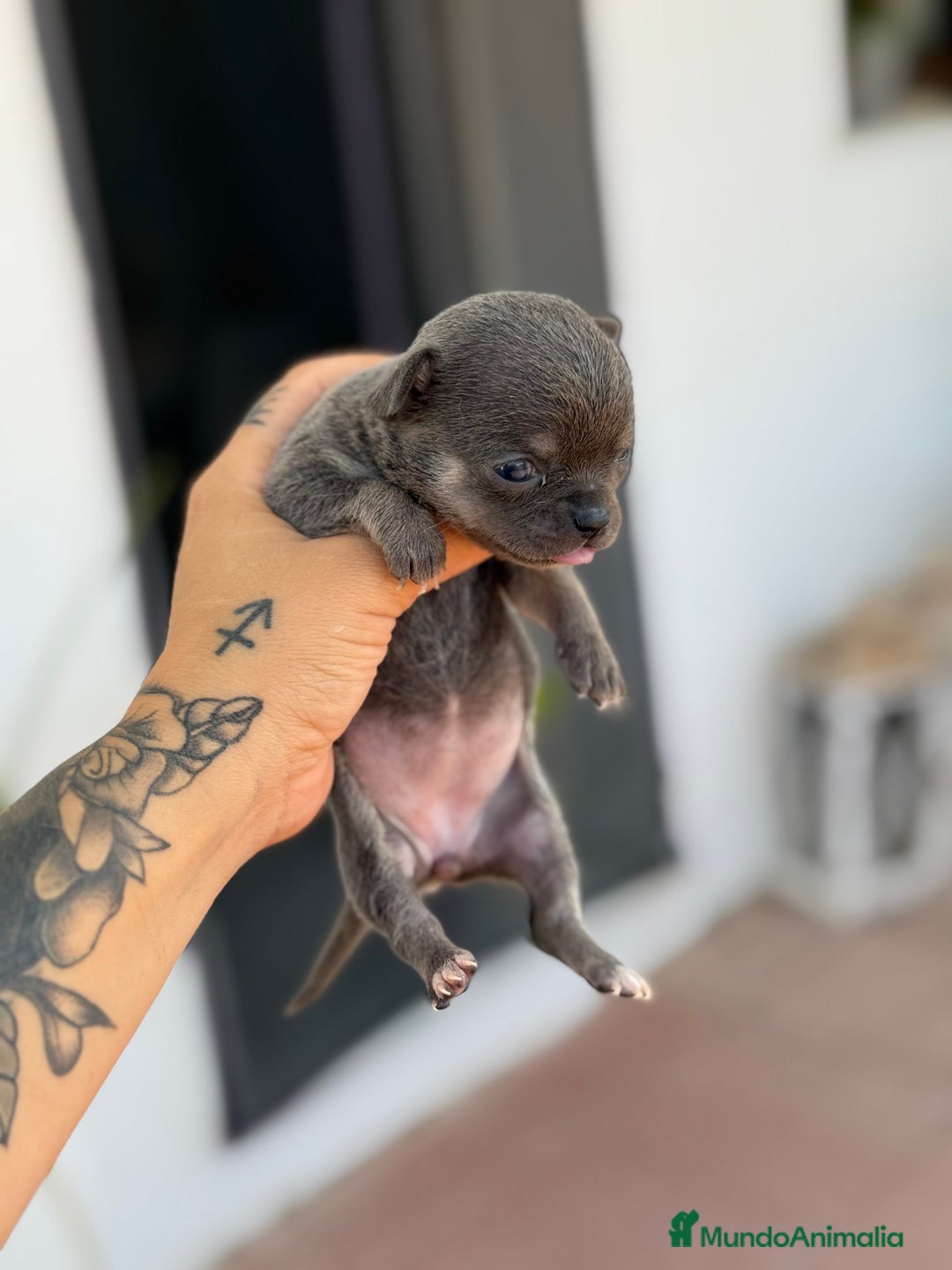 Chihuahua perros en venta: Chihuahuas  - Imagen 2