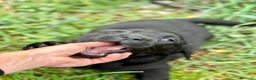 Labrador Retriever perros en venta: LABRADOR NEGRO NACIONAL en Barcelona - Anuncio 7