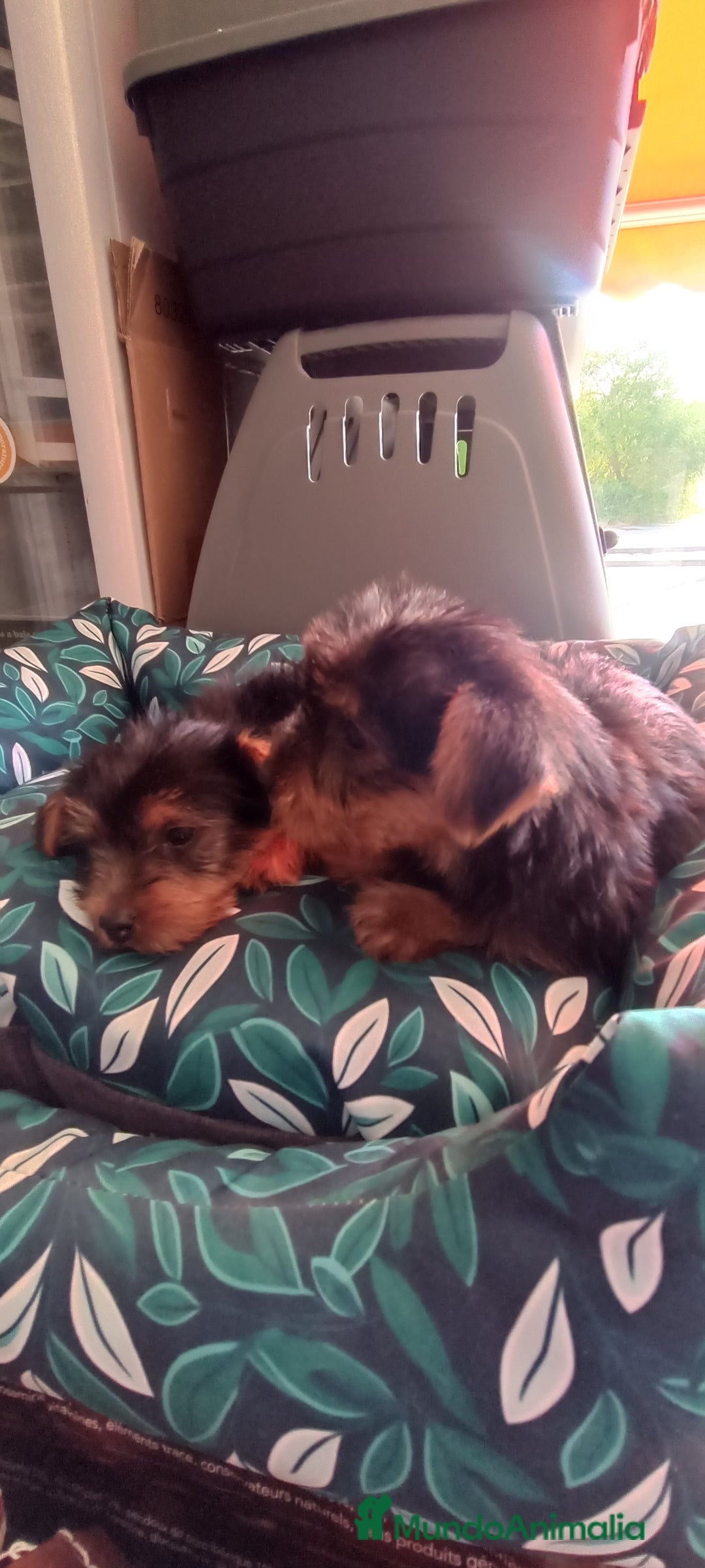 Yorkshire Terrier perros en venta: Cachorros de Yorkshire  - Imagen 4