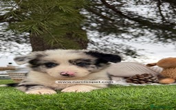 Teckel Miniatura perros en venta: CACHORROS BORDER COLLIE MERLE  - Imagen 3