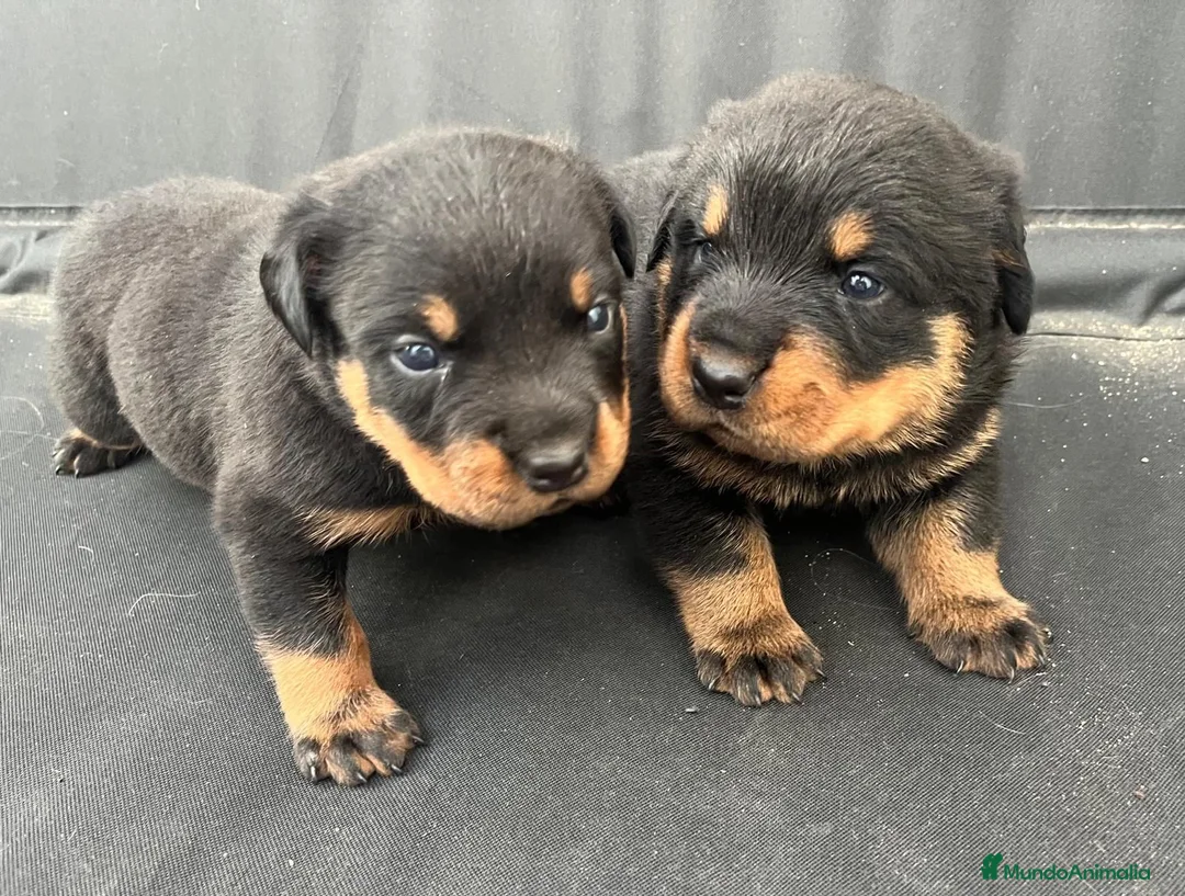 Rottweiler perros en venta: Rottweiler  - Anuncio 4