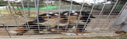 Boyero de Berna perros en venta: Boyero de Berna 616121781 - Anuncio 1