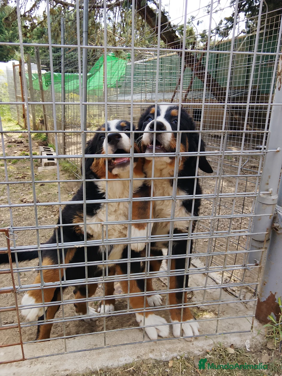 Boyero de Berna perros en venta: Boyero de Berna 616121781 - Anuncio 1