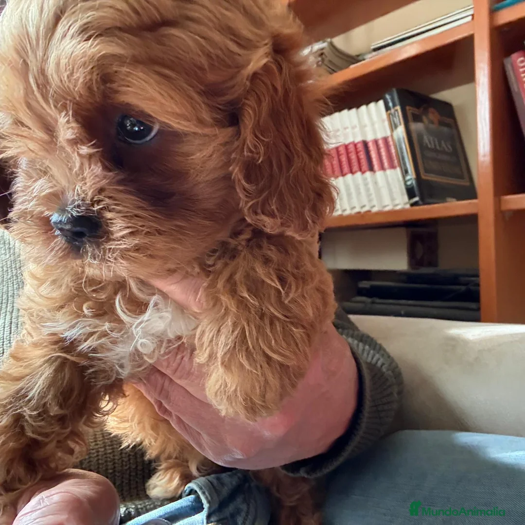 Cavapoo perros en venta: Preciosa cachorrita raza Cavapoo en Granada - Anuncio 2