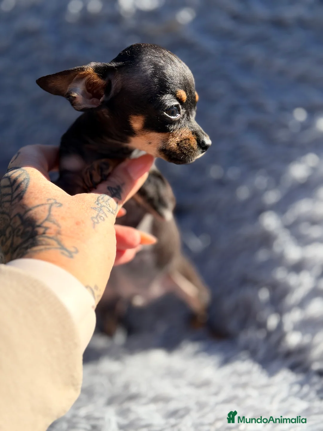 Ratón de Praga perros en venta: Ratón de Praga  - Anuncio 2