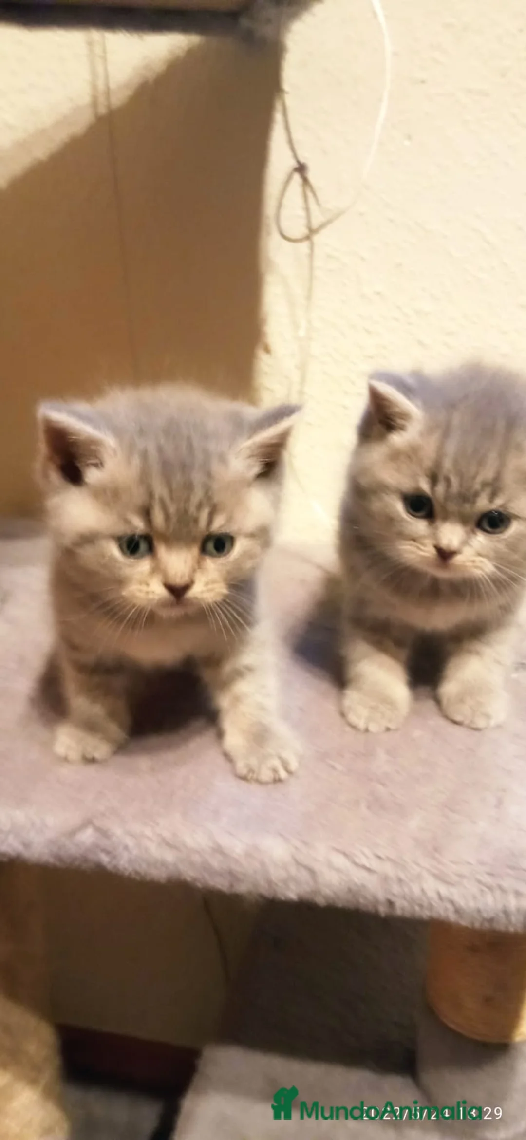 Británico de Pelo Corto Azul gatos en venta: British bebes en Barcelona - Anuncio 3